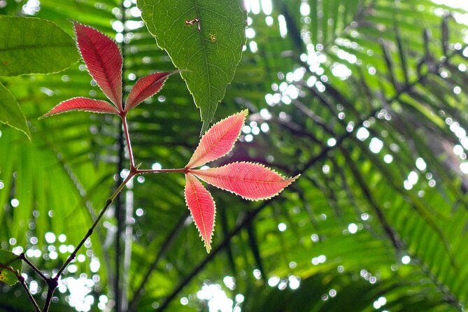 Maiala Rainforest Tour - Green Falls boardwalk: giant figs, twisted roots, and wildlife pauses