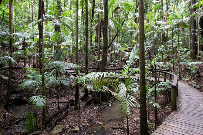 Maiala Rainforest Tour - Western Window lookout: rolling views when the weather behaves