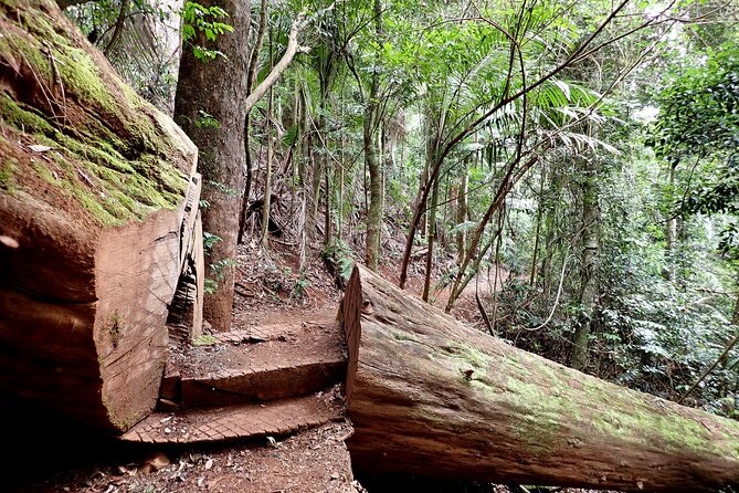 Maiala Rainforest Tour - Mount Glorious drive: the scenic approach to the rainforest walk
