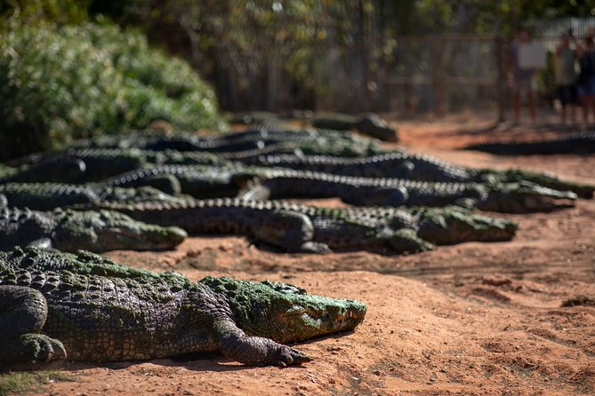 Malcolm Douglas Crocodile Park Tour Including Transportation - Quick Hits Before You Go