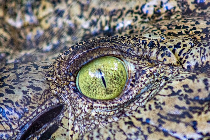 Malcolm Douglas Crocodile Park Tour Including Transportation - Inside Malcolm Douglas Crocodile Park: The Jaws-Up-Close Moment