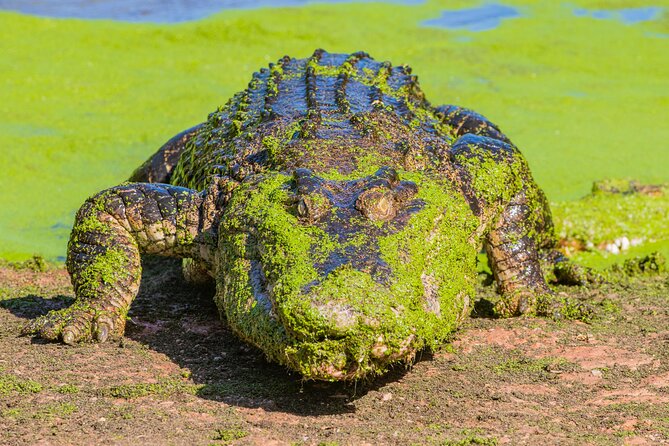 Malcolm Douglas Crocodile Park Tour Including Transportation - Feeding Time: The Moment Everyone Remembers