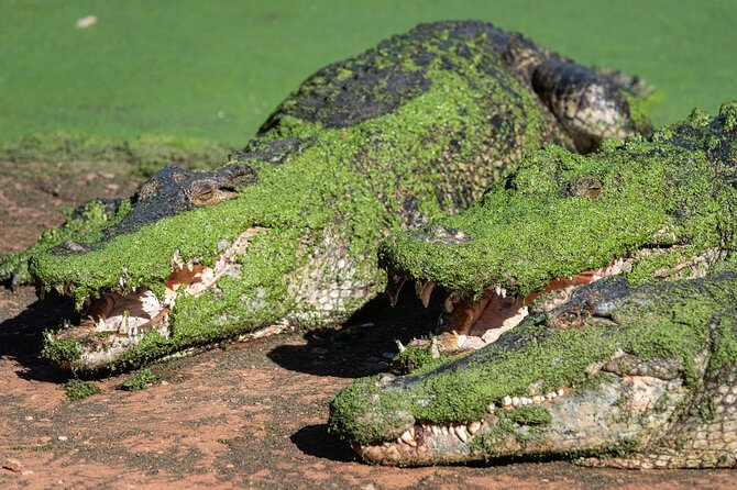 Malcolm Douglas Crocodile Park Tour Including Transportation - Beyond Crocs: Other Animals You’ll Encounter