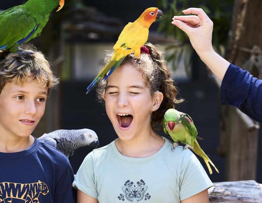 Maleny: Maleny Botanic Gardens & Bird World Entry Ticket - Key highlights at a glance