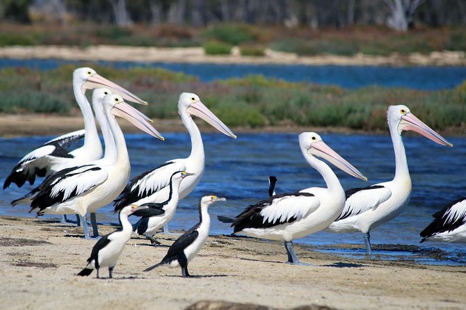 Mandurah Dolphin Cruise and Views - Onboard pace, group size, and practical comfort