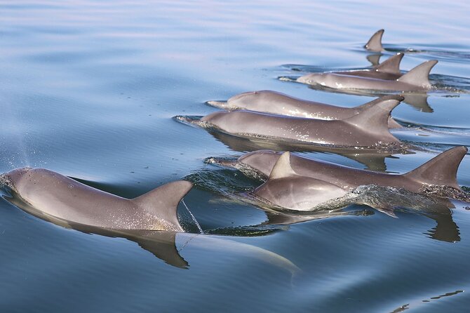 Mandurah Dolphin Cruise and Views - What’s included for the price (and how it adds up)