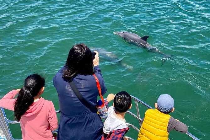 Mandurah Dolphin Cruise and Views - Morning or afternoon: choosing the right slot
