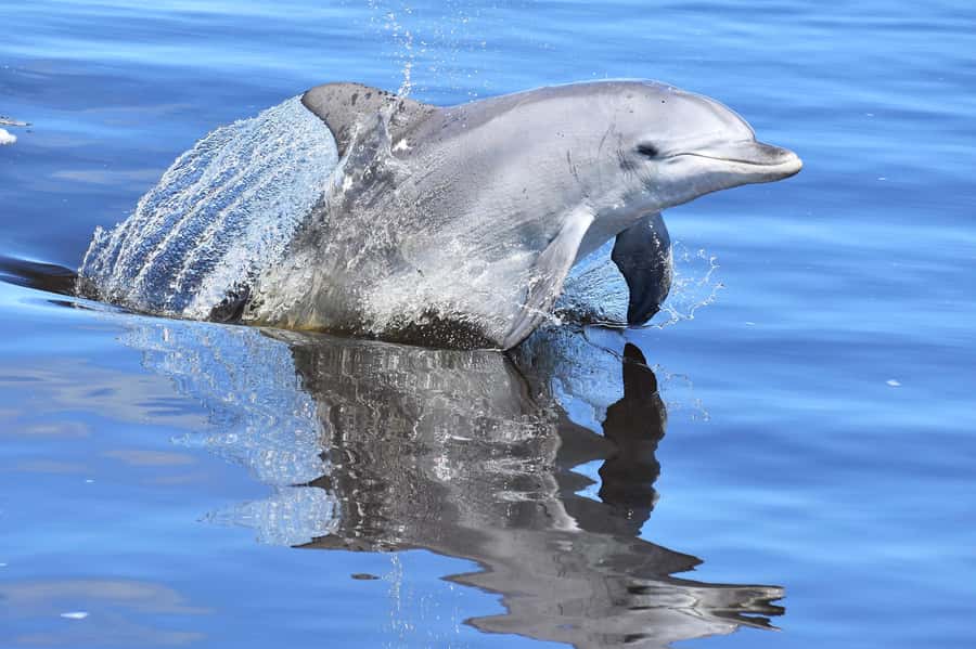 Mandurah: Dolphin & Giant Sightseeing Cruise - Who should book this cruise, and who should skip it