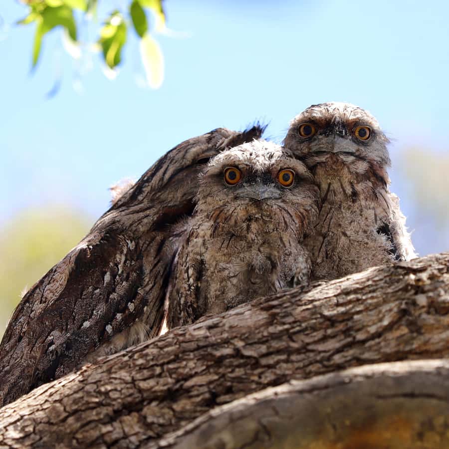 Mandurah: Murray River Lunch Cruise - Key points to know before you go