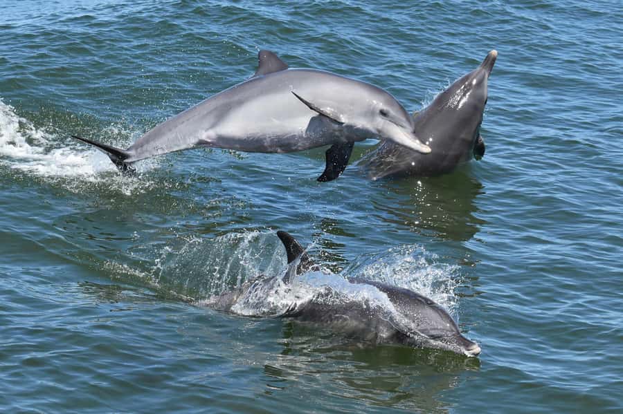 Mandurah: Murray River Lunch Cruise - Peel Inlet and the dolphin watch: fun, fast, and never certain