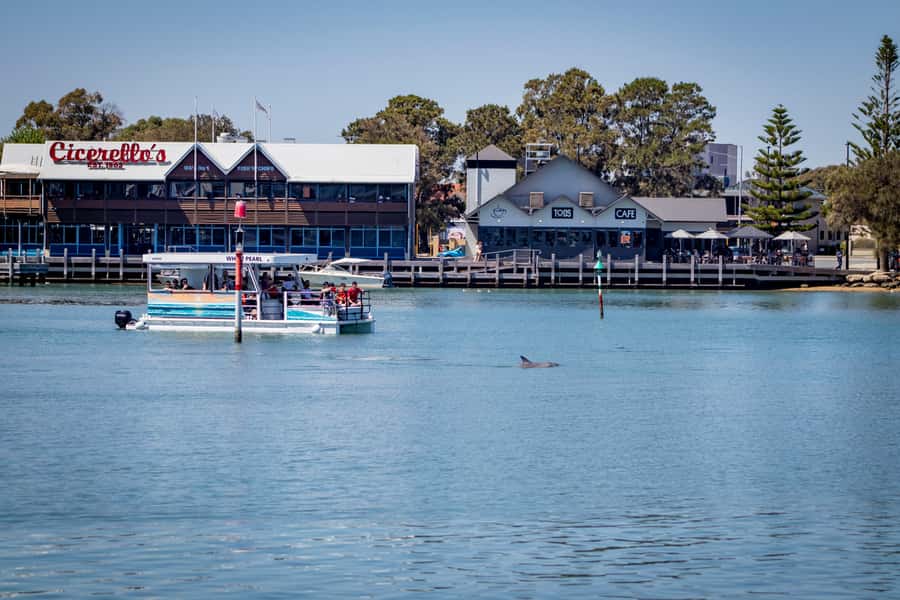 Mandurah: Sightseeing Dolphin Cruise with Tour Guide - Key Highlights You’ll Actually Care About