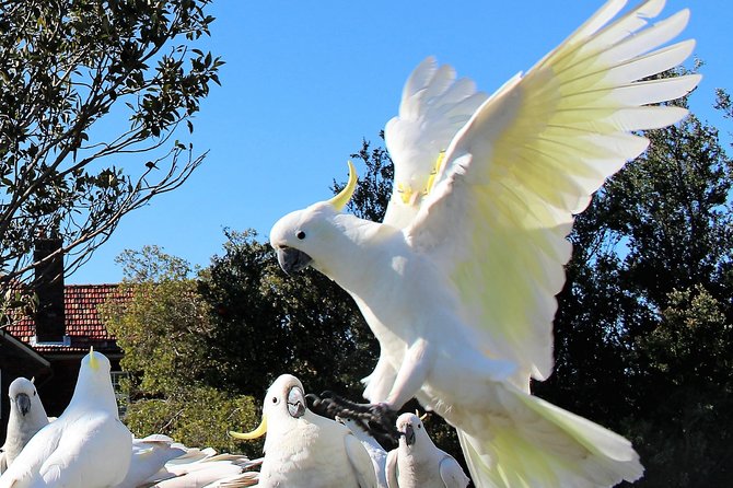 Manly and more private tour - Georges Head Memorial Park: start with the harbour entrance view