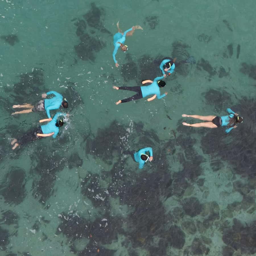 Manly Beach Guided Snorkeling Tours - Key points that make this tour worth your time