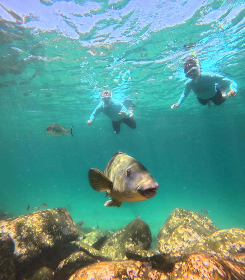 Manly Beach Guided Snorkeling Tours - Manly Beach snorkeling that actually feels beginner-proof