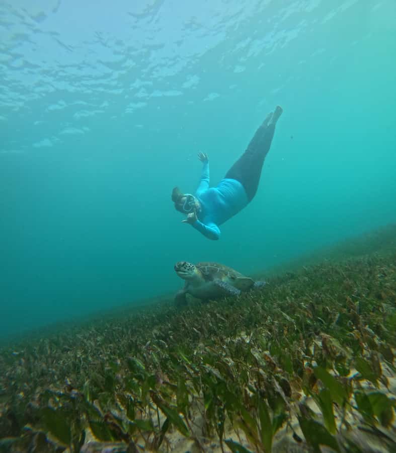 Manly Beach Guided Snorkeling Tours - What happens on the water: a calm reserve with real sea life
