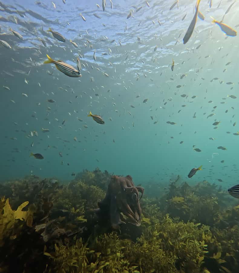 Manly Beach Guided Snorkeling Tours - The coaching style: flotation gear and a guide by your side