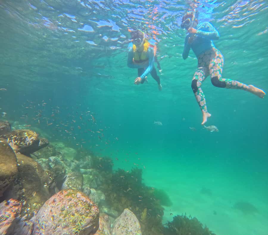 Manly Beach Guided Snorkeling Tours - What you’re paying for: $116 is mostly safety and coaching time