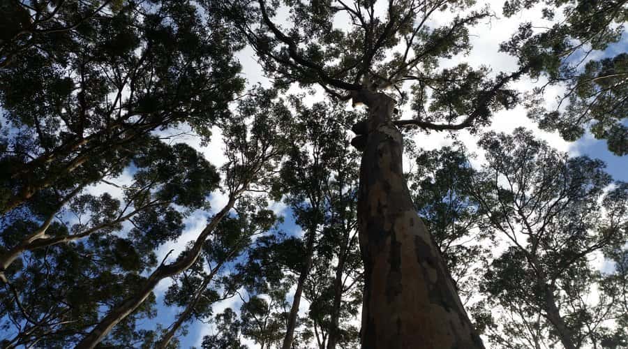 Margaret River and Busselton Jetty: Day Trip from Perth - Price and logistics: the tradeoffs that define the day