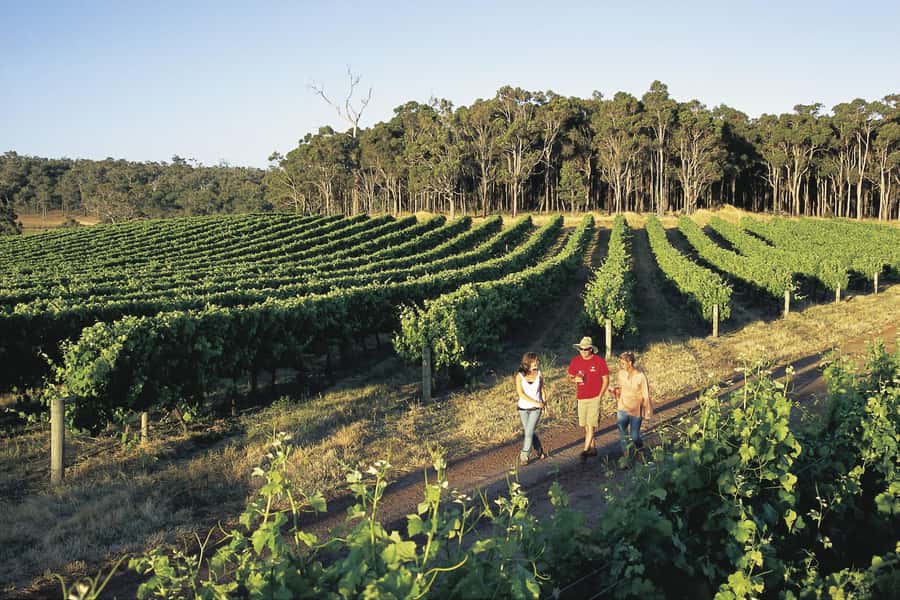 Margaret River, Chocolate, Wine & Coast Day Trip from Perth - Cowaramup’s fibreglass cow trail: cute, fast, and actually good for photos