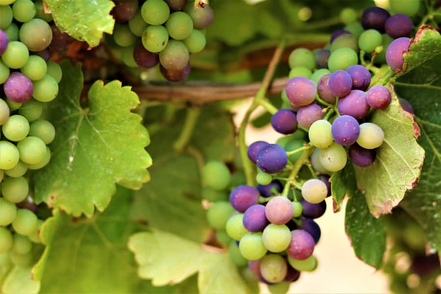 Margaret River: Customizable Guided Private Wine Tour - The guide makes it: Jye’s local wine experience and relaxed pacing