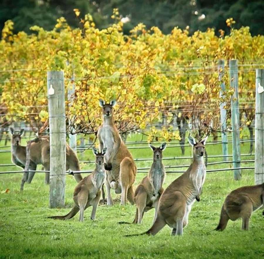 Margaret River: Full-Day Wine Tour - Thompson Estate in Cowaramup: traditional methods you can see