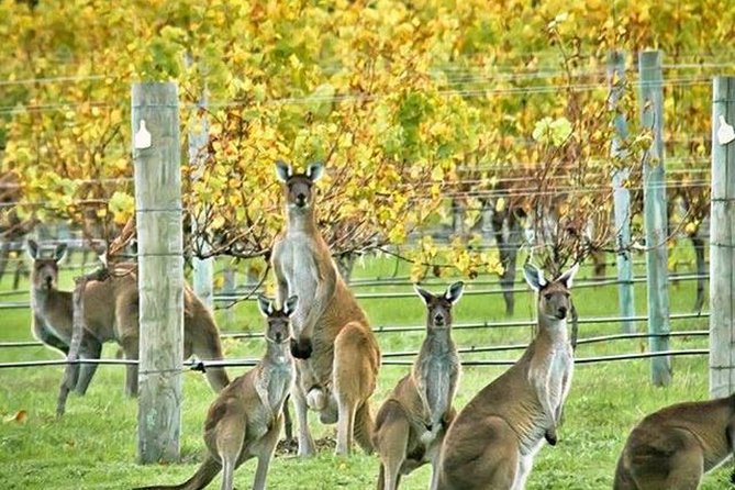 Margaret River Indulge and Discover Day Tour - Margaret River Indulge and Discover: the value in doing it all, without doing it yourself