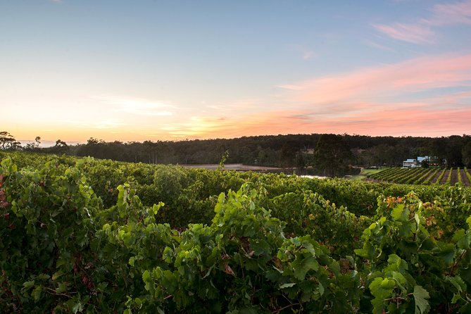 Margaret River Indulge and Discover Day Tour - McHenry Hohnen Vintners: minimal-intervention wine with food pairings