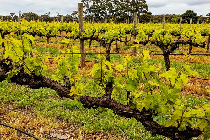 Margaret River Indulge and Discover Day Tour - Price and logistics: is $197.24 a good deal for Margaret River?