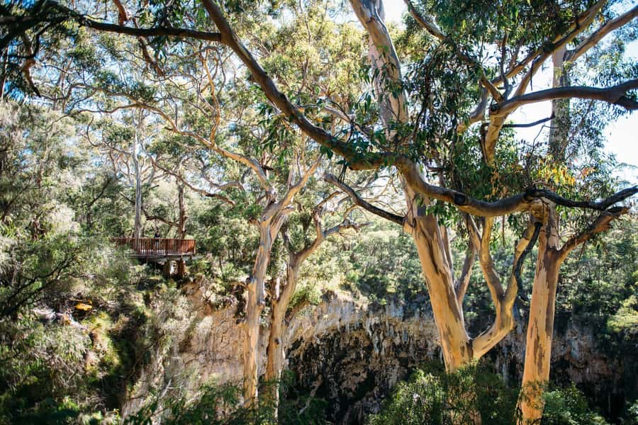 Margaret River: Lake Cave Fully-Guided Tour - Down the sinkhole: karri trees and the sunken forest floor
