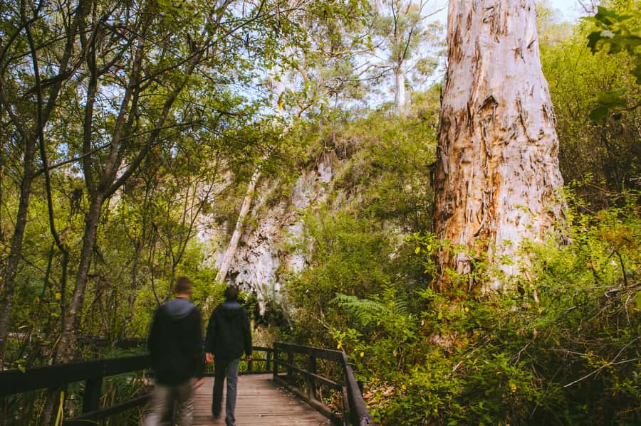 Margaret River: Self-Guided Audio Tour of Mammoth Cave - Who This Tour Suits (And Who Should Rethink It)