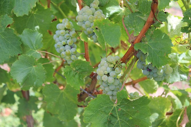 Margaret River Small-Group Full-Day Wine & Food Tour - What you’re really paying for: value at $125.52