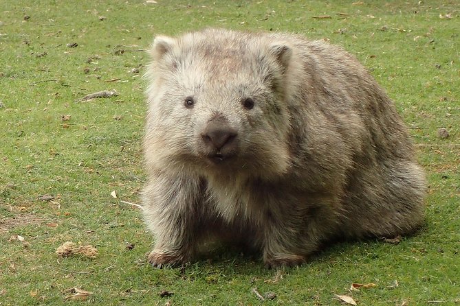 Maria Island Cruise and Guided Walk Day Tour with Lunch and Drinks - Maria Island National Park Time: Wombats, Wallabies, and Your Two Hours