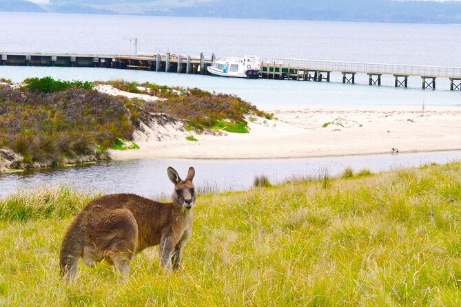 Maria Island Cruise and Guided Walk Day Tour with Lunch and Drinks - Lunch, Coffee, and Drinks: What’s Included and How It Feels on a Boat