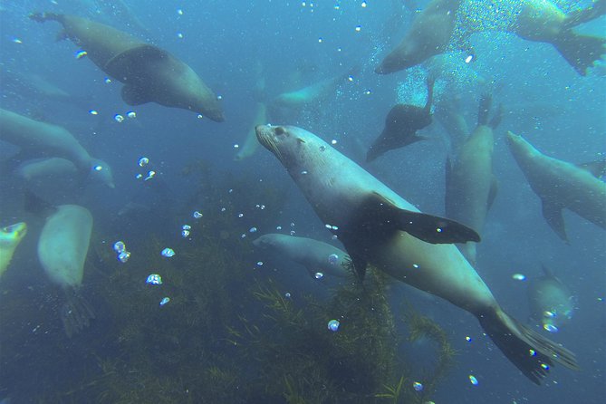 Maria Island Cruise and Guided Walk Day Tour with Lunch and Drinks - How the Day Flows: A Practical Timeline You Can Expect