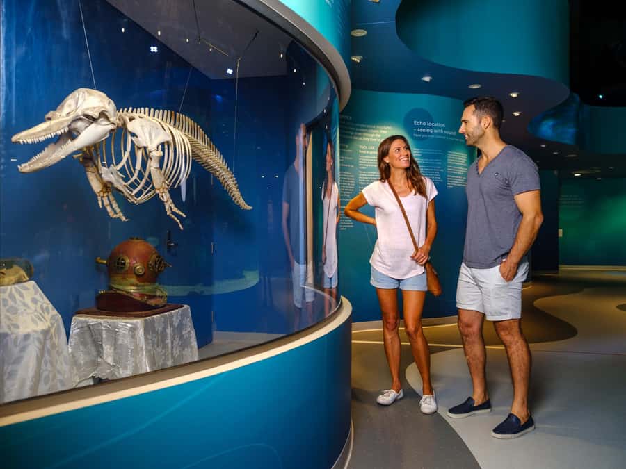Marine Discovery Centre - What you’re not seeing: no dolphins in tanks, and why that’s good