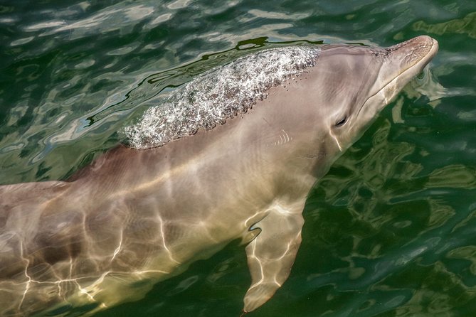 Marine Discovery + Snorkeling Cruise - Port Stephens - Getting on board Imagine: meeting point, timing, and what you actually get