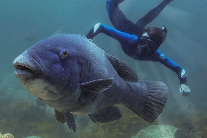 Marine Discovery + Snorkeling Cruise - Port Stephens - Offshore island snorkeling: how the guides help you see more