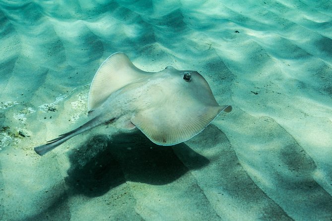 Marine Discovery + Snorkeling Cruise - Port Stephens - Sailing back with the sails hoisted: the relaxing end of the trip