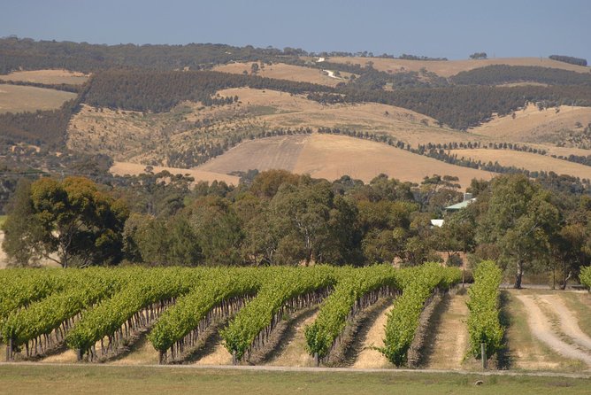 McLaren Vale and Glenelg Wine Tasting and Sightseeing (Half-day Afternoon) - Price and value: what you’re really paying for at $63.83