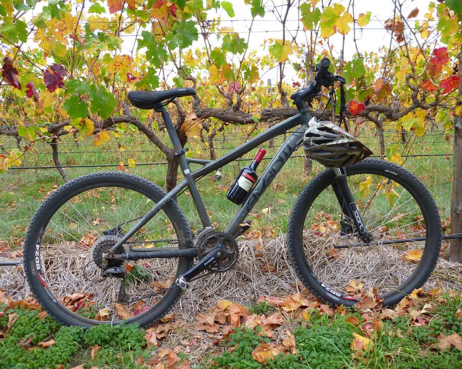 Mclaren Vale Hills Vines and Wines Bike Tour from Adelaide - Spotting wildlife in Kuitpo Forest feels like a bonus, not a gimmick