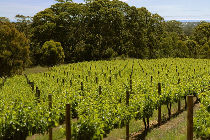 McLaren Vale & Historic Hahndorf Wine Tour - Best For: Wine Lovers Who Also Want a Real Town Break