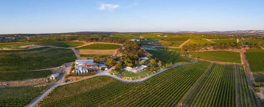 McLaren Vale North: Hop-On Hop-Off Tour - The 4-stop structure: how the “up to an hour” rule changes your whole day