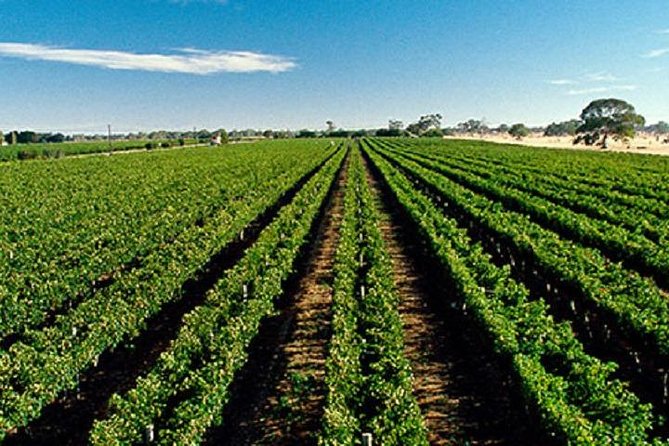 McLaren Vale Private Luxury Wine Tour - Full Day - Menz Chocolate Factory and the Almond Train: Free Extras Worth Timing