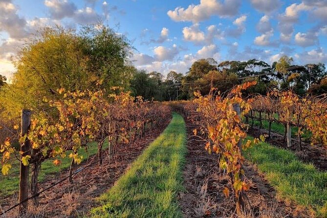 McLaren Vale South Hop-On Hop-Off Winery Tour - What the 7 Hours Feels Like in Real Life