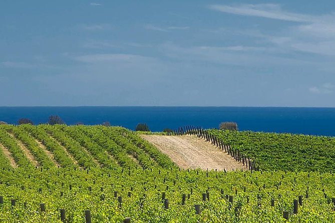 McLaren Vale Winery Small Group Tour with Wine Tasting and Lunch - Price and what $175.72 buys you (and what it doesn’t)