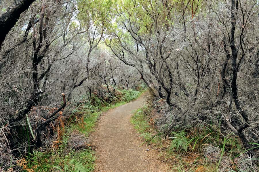 Melbourne: 12 Apostles, Otways & Great Ocean Road Day Tour - Redwood Forest: Californian redwoods in Victoria