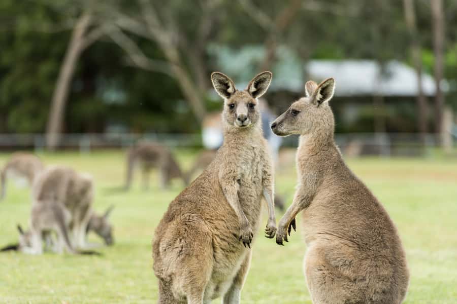 Melbourne: 2-Day Great Ocean Road & Grampians Tour - What You’ll Get Out of Great Ocean Road Meets the Grampians
