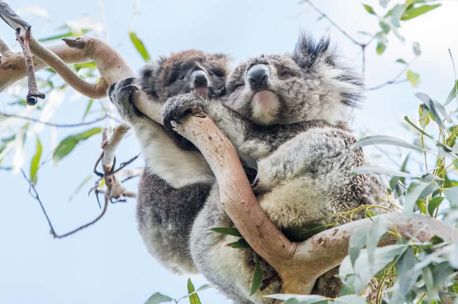 Melbourne: 2-Day Great Ocean Road & Grampians Tour - Morning in Melbourne to Halls Gap: Built for Icon Views and Real Stops