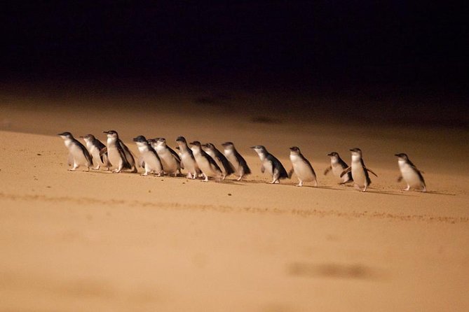 Melbourne 3, 5, or 7 Ticket Flexi Pass - Wildlife Day: Melbourne Zoo, Werribee Open Range, and Healesville