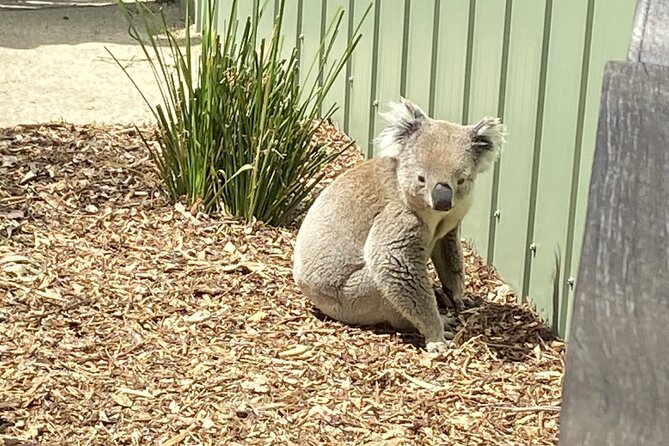 Melbourne and Moonlit Sanctuary Shore Excursion - Price and value: what $114.76 gets you on a cruise day